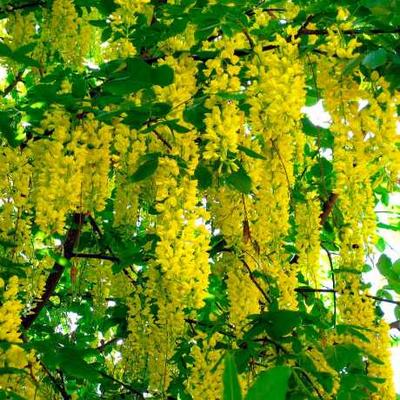 Цветы Золотой Дождь Дерево Крупным Планом Фотография, картинки, изображения  и сток-фотография без роялти. Image 27621593