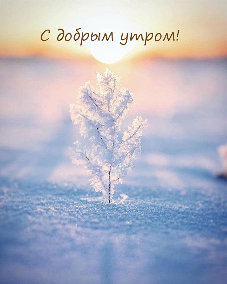 Зимний пейзаж в чистой погоде Доброе утро, солнце Снег играет блеск Снежный  парк Стоковое Фото - изображение насчитывающей сосенка, изморозь: 132735788