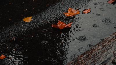 Обои осень и дождь на рабочий стол - скачать бесплатно