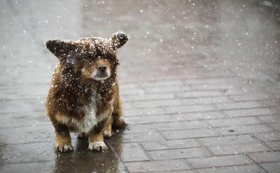 Сильный дождь и снег — штормовое предупреждение по Кыргызстану -  24.12.2021, Sputnik Кыргызстан