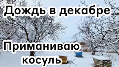 19 декабря в Оренбуржье ожидается дождь и мокрый снег - Газета \"Оренбуржье\"