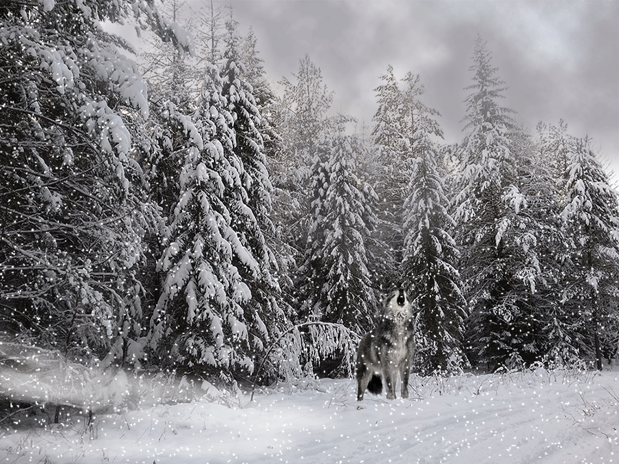 Гиф анимация В лютые зимние морозы и вьюгу волк воет на опушке леса