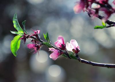 Поделка Дыхание весны №51955 - «Весна-красна!» (07.12.2023 - 18:47)