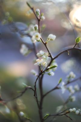 Дыхание весны:ветреница лесная. Фотограф Юлия Абрамова