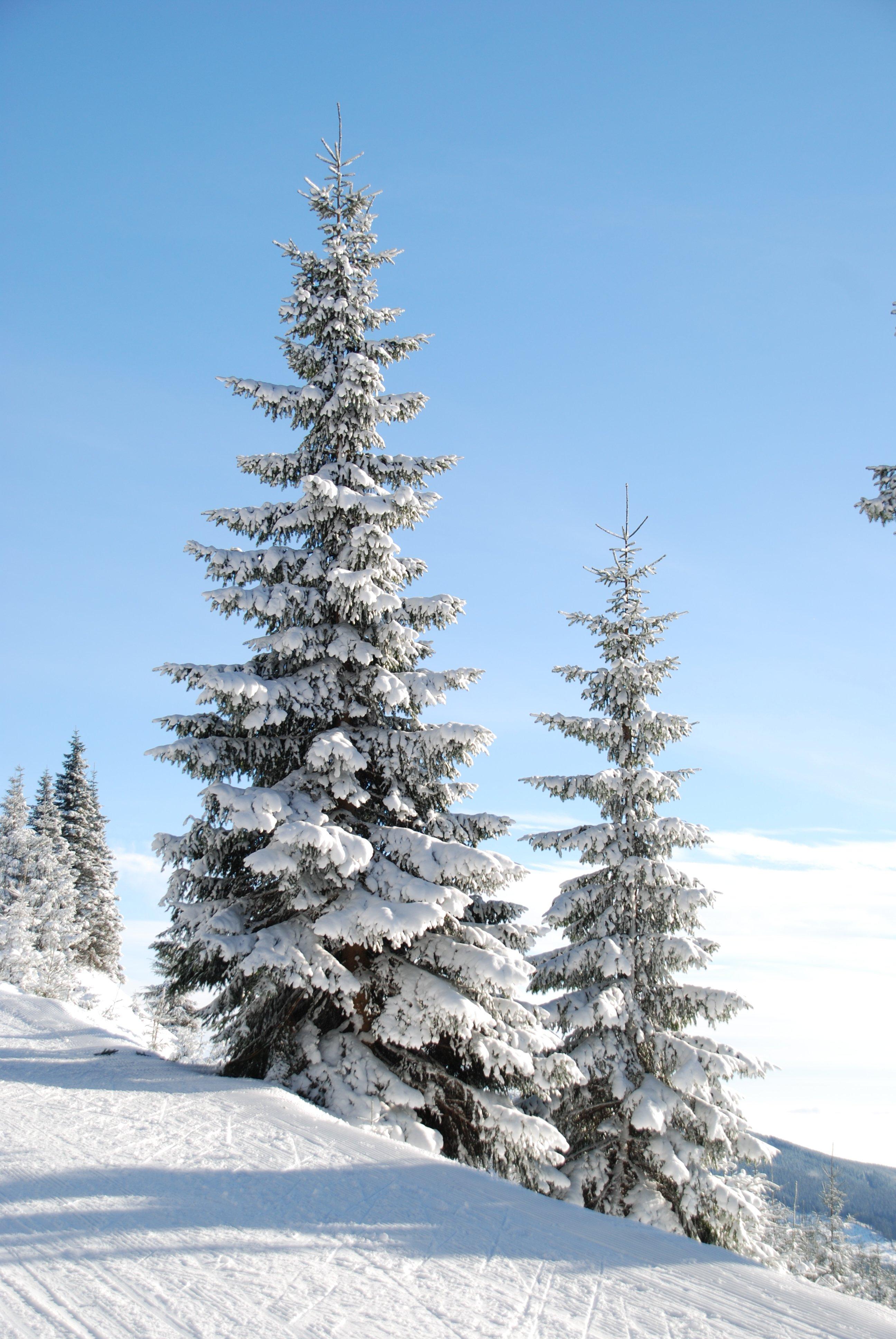 картинки : филиал, гора, снег, зима, Погода, Пихта, Рождественская елка,  время года, Хвойное дерево, зимний вид спорта, Ден, Ель, Лиственница,  Замораживание, Древесное растение, Наземный завод 2592x3872 - - 1156756 -  красивые картинки - PxHere