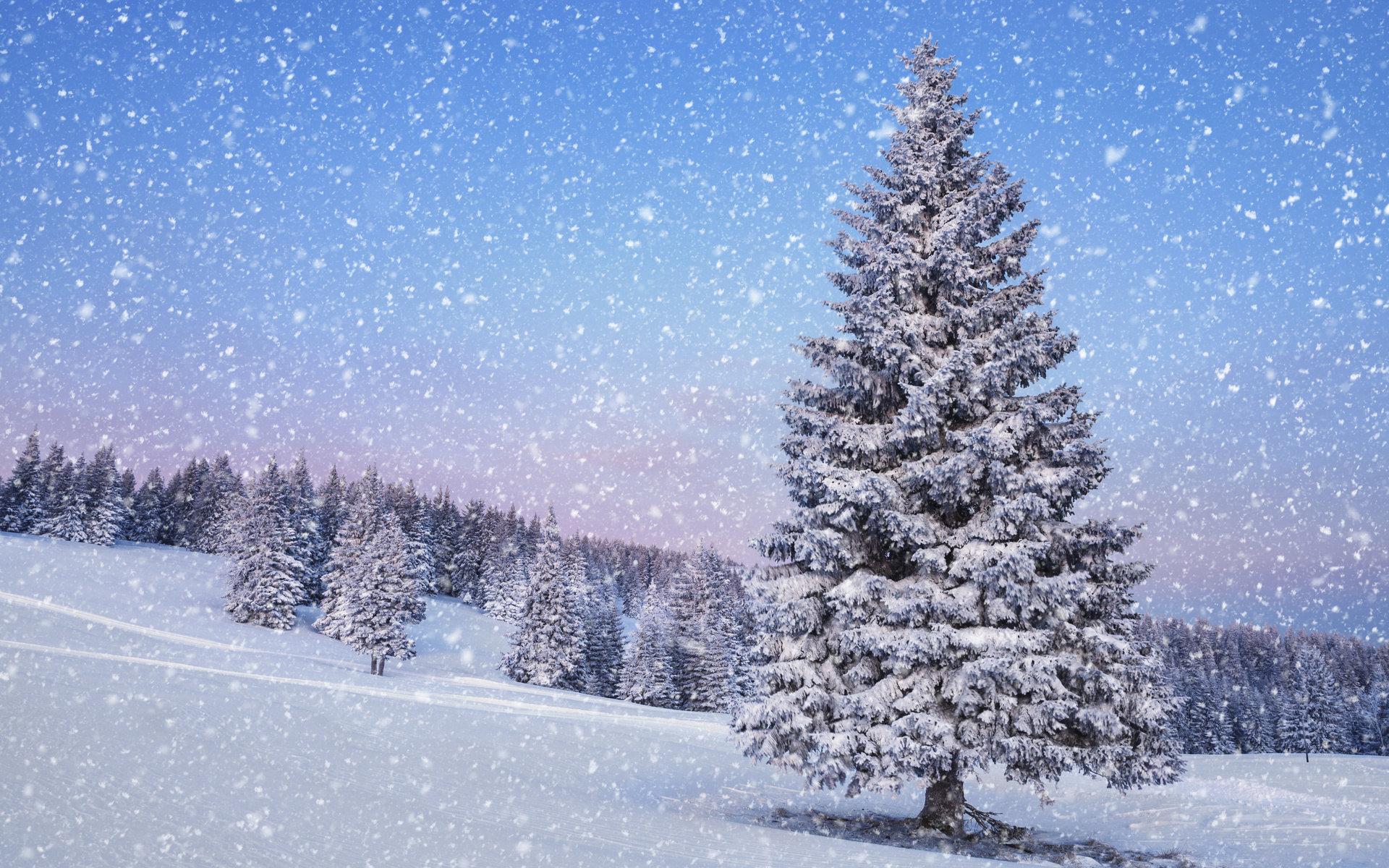 Елка зимой в снегу, качественные новогодние обои для рабочего стола,  картинки, фото 1920x1200