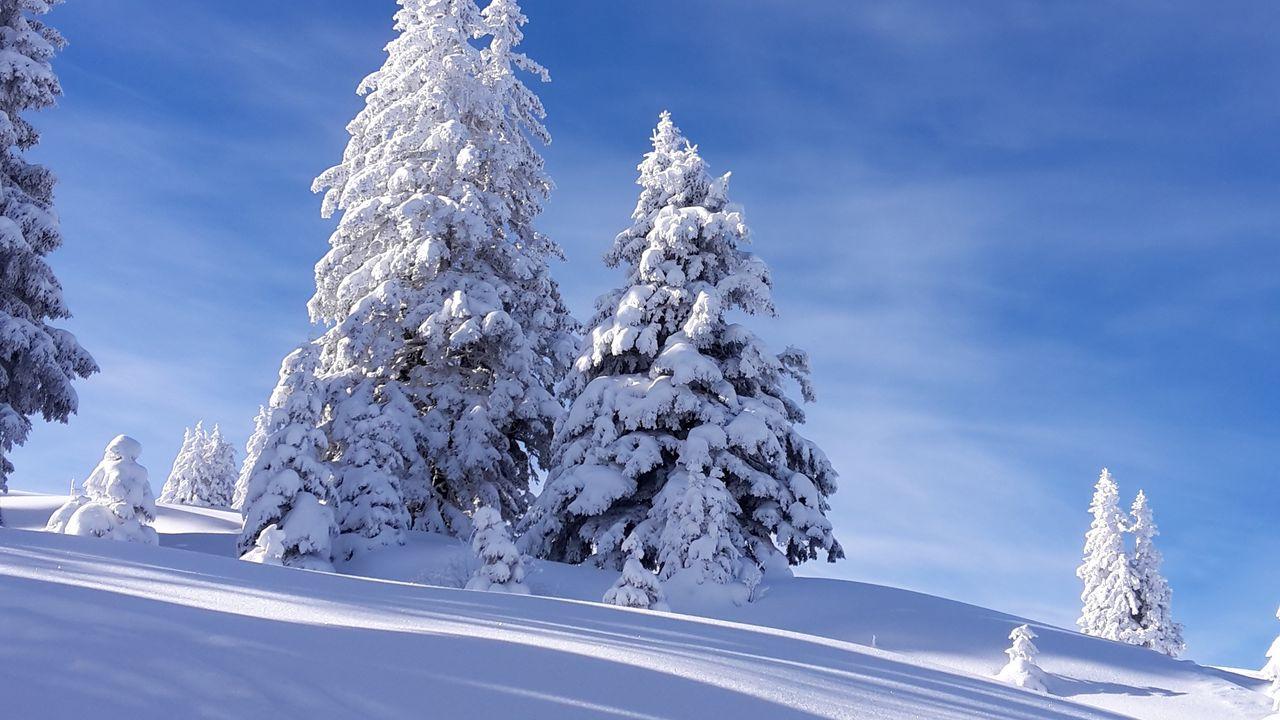 Обои елки, снег, зима, небо, природа картинки на рабочий стол, фото скачать  бесплатно
