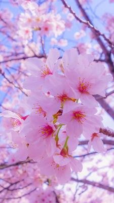 вертикальная фотография картина розовая весна цветущая вишня телефон обои  Фон И картинка для бесплатной загрузки - Pngtree