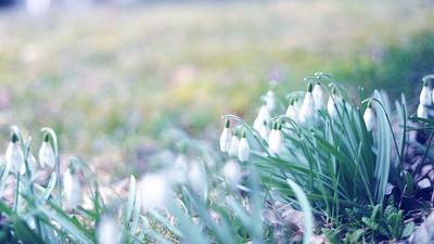 Фоновые картинки весна - 56 фото