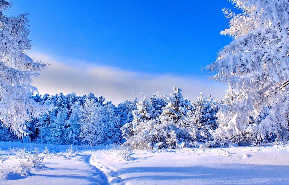 зимний фон с деревьями и снежинками Stock Illustration | Adobe Stock