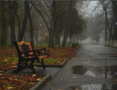 Дождливый день в парке.... Фотограф Наталья Бочкарева