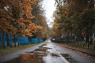 Осенний дождь в парке днем | Премиум Фото