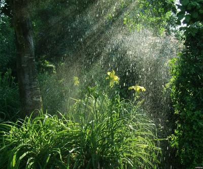дождь в осеннем парке Фото Фон И картинка для бесплатной загрузки - Pngtree