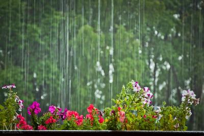 Фото дождя летом