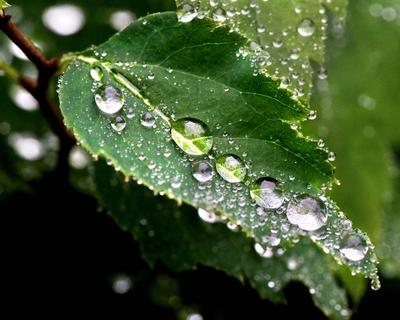 Дождь на солнце весной или летом пользуются расслабляющей природой Стоковое  Изображение - изображение насчитывающей трава, дождь: 171050937