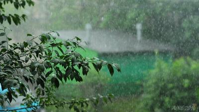 Летний Дождь Буря Под Зонтиком. Лето Дождливая Погода Фотография, картинки,  изображения и сток-фотография без роялти. Image 60767191