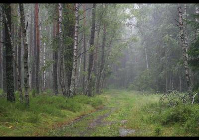 Дождь в лесу | Премиум Фото