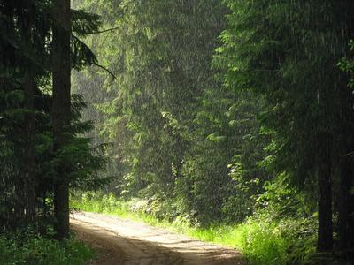 Съемочные планы Природа Урала, дождь в лесу, вдоль дороги бежит корова Дождь,  капли, лес, деревья, листва, дорога,...