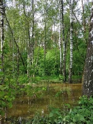 Дождь в лесу (Мария Антоновна Смирнова) / Стихи.ру