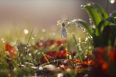Весенний дождь в цветущем саду, концепция свежести природы погода сезонный  фон | Премиум Фото
