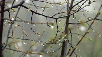 Весна дождь - фото и картинки: 62 штук