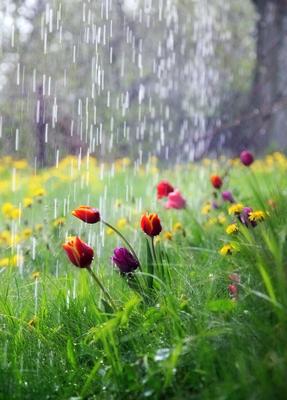 Фото дождя весной фотографии