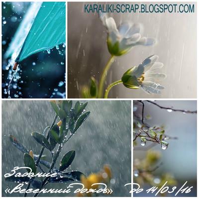 Весенний Дождь Цветы Фон Цветок Поля Природа Свежая Зеленая Вода стоковое  фото ©xload 485565148