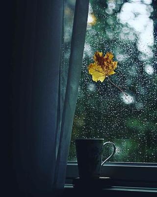 Дождь за окном | Смотреть 38 идеи на фото бесплатно