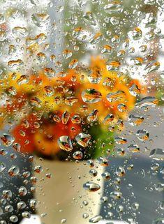 Фото жизнь - Николай Сиделёв - Природа - А за окном дождь.