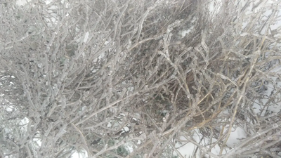 Ледяной дождь превратил полевые растения в сказочные цветы - Delfi RU