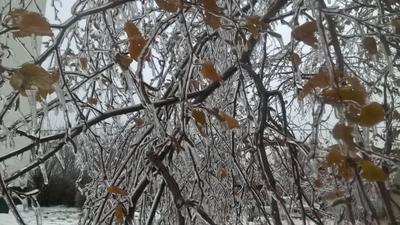 Владимирскую область накрыл ледяной дождь