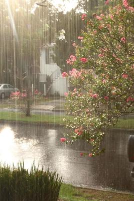 теплый летний дождь в парке. капли воды падают на ветки. Стоковое  Изображение - изображение насчитывающей макрос, зеленый: 222166989