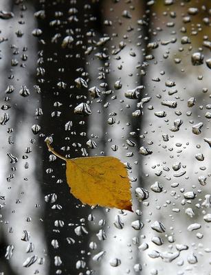 100советов on Instagram: \"\"Я в осень с головою окунусь, И заблужусь в  осенних листопадах. Я не одна. Со мною дождь и грусть. Нам хорошо. Меня  спасать не надо!\" . #звучитвночиосеннийджаз #autumn #leaves #