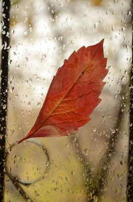 Арт дождя: Вдохновение природой | Осень дождь грусть Фото №1366738 скачать