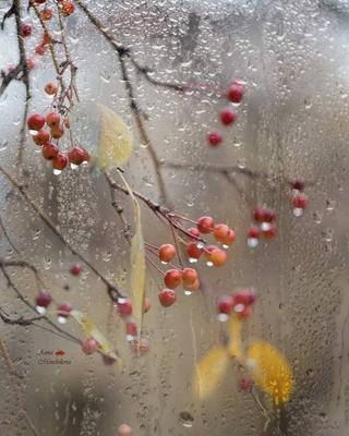 Фото осенний дождь за окном