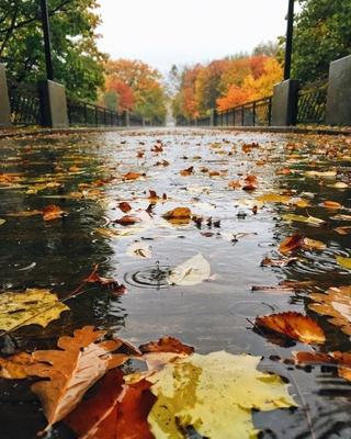 Осенний дождь за окном» — создано в Шедевруме
