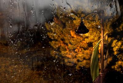 Стихотворение «Осенний дождь за окном», поэт Плотникова Любовь