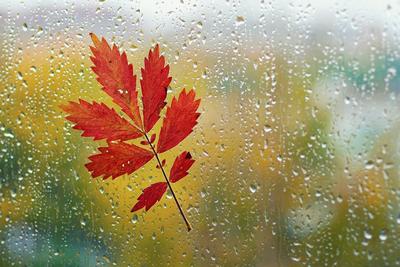 Просто дождь осенний за окном. Фотограф Марина Rina