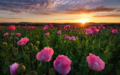 Скачать обои цветы, восход, солнце, поле, рассвет разрешение 1680x1050  #149368