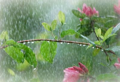 Про весенний дождь | Пикабу
