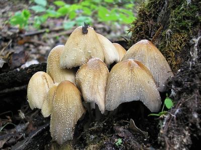 Природа Байкала | Как грибы после дождя