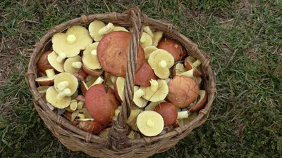 Оранжевые грибы после дождя Стоковое Фото - изображение насчитывающей  формировать, чашки: 45867712