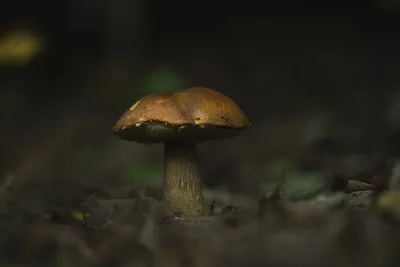 Почему грибы растут после дождя