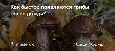 Гигантские грибы заметили в центре Москвы после дождя - Мослента