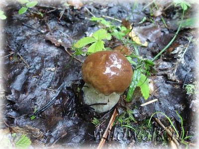 Как правильно искать грибы: советы опытного грибника - 3 августа 2022 -  Е1.ру