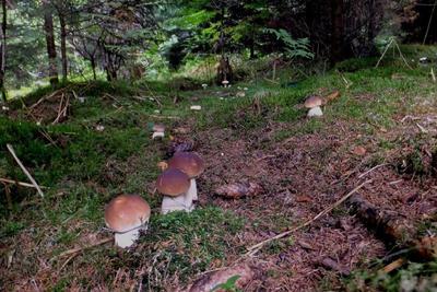 Свердловчане похвастались ведрами грибов после первых дождей, фото,  подробности