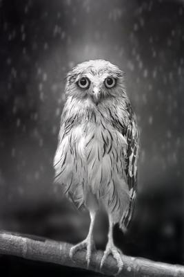грустная женщина с зонтиком, идущая под дождём. векторное искусство  мультфильма. цвет воды Иллюстрация вектора - иллюстрации насчитывающей  шарж, нарисовано: 273756533