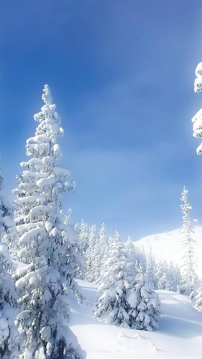 Обои зима, лес, снег, деревья, winter, forest, snow, trees, 4K, Природа  #23950