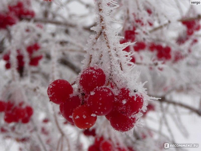 Красная калина зимой. Красные группы ягоды калины под снегом. Зимой калина  кисти. Снег с ягодами. Зима Стоковое Фото - изображение насчитывающей  рождество, еда: 203370152