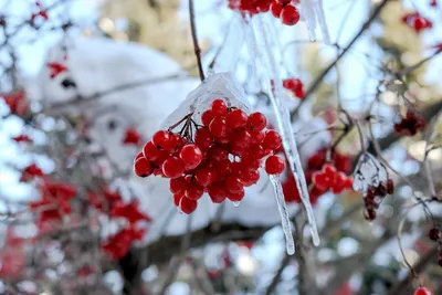 Калина замерли зимой, который под снегом Калина в снеге Стоковое Фото -  изображение насчитывающей природа, жизнь: 133656868
